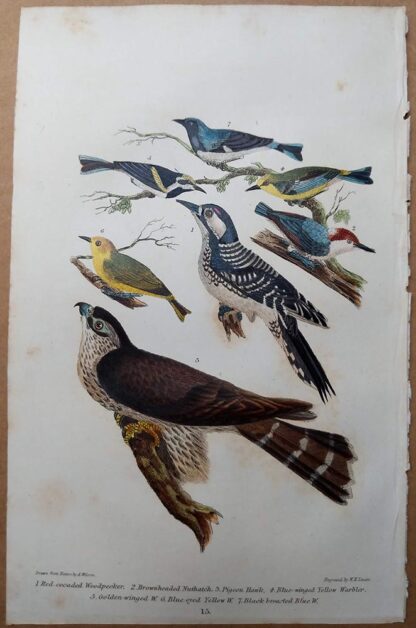Antique print, plate 15, from 1832 of Red-cocaded Woodpecker, Nuthatch, Pigeon Hawk from Alexander Wilson's American Ornithology