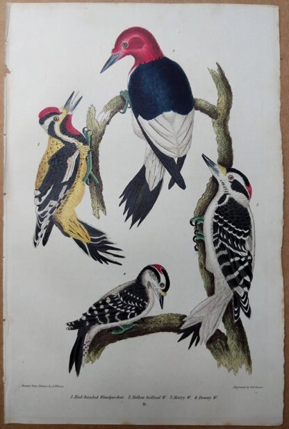 Plate 9 from American Ornithology by Wilson 1832 of Woodpeckers