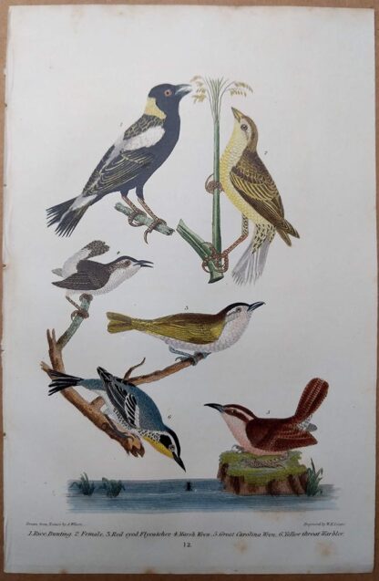 Antique print, plate 12, from 1832 of Rice Bunting, Red-eyed Flycatcher, Marsh Wren, Great Carolina Wren, Yellow-throat Warbler from Alexander Wilson's American Ornithology