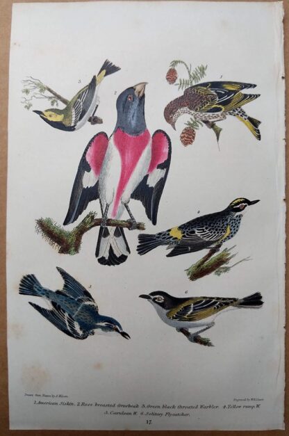 Antique print, plate 17, from 1832 of American Siskin, Rose Breasted Grosbeak, Warbler from Alexander Wilson's American Ornithology
