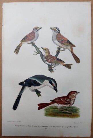 Antique print, plate 22, from 1832 of Swamp Sparrow, Loggerhead Shrike from Alexander Wilson's American Ornithology