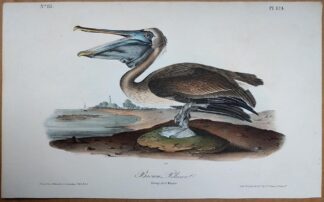 First edition Audubon Octavo Print of the juvenile Brown Pelican