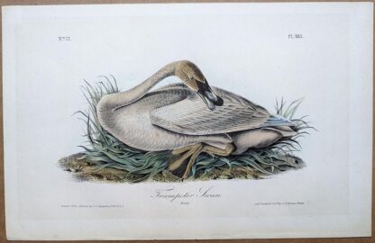 Trumpeter Swan antique print, Octavo 1st edition, John J Audubon