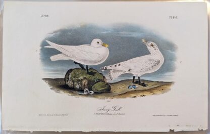 Ivory Gully print by John J Audubon, Royal Octavo 1st Edition 1840, plate 445