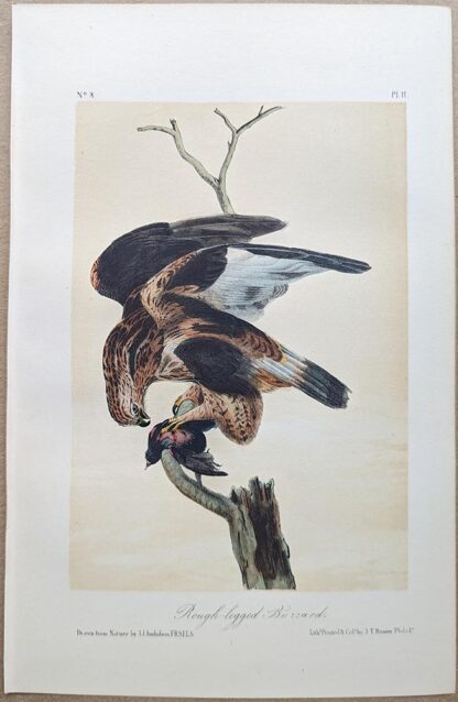 Rough-legged Buzzard Hawk, Royal Octavo print, printing plate #11, 3rd edition, from Birds of America, by John J Audubon.