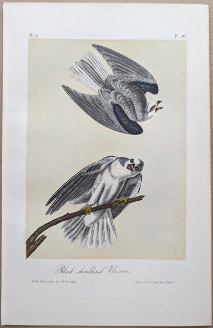 Black-shouldered Elanus Royal Octavo print, printing plate #16, 3rd edition, from Birds of America, by John J Audubon.