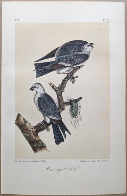 Mississippi Kite, Royal Octavo print, printing plate #17, 3rd edition, from Birds of America, by John J Audubon.