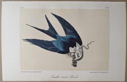 Swallow-tailed Hawk, known today as the American Swallow-tailed Kite, Royal Octavo print, printing plate #18, 3rd edition, from Birds of America, by John J Audubon.