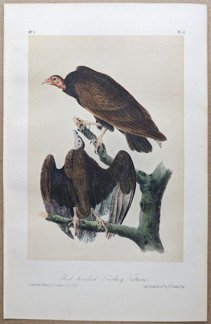 Red headed Turkey Vulture Royal Octavo print, printing plate #2, 3rd edition, from Birds of America, by John J Audubon.