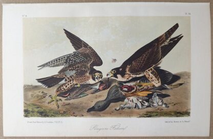 Peregrine Falcon Royal Octavo print, printing plate #20, 3rd edition, from Birds of America, by John J Audubon.