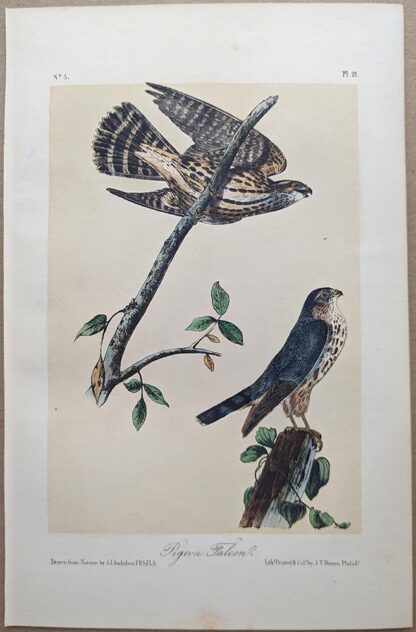 Pigeon Falcon Merlin, Royal Octavo print, printing plate #21, 3rd edition, from Birds of America, by John J Audubon.