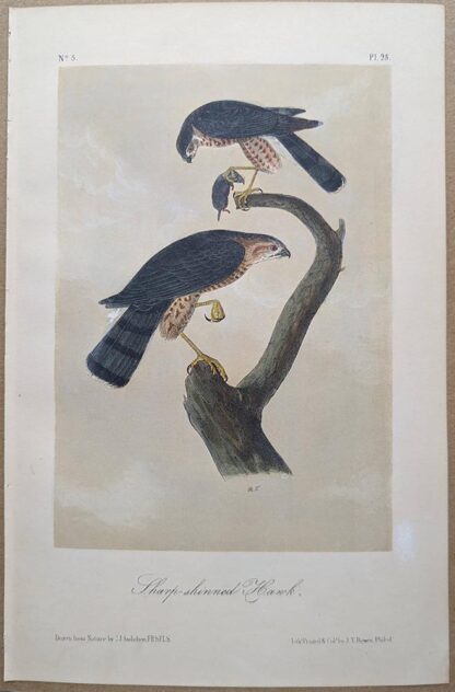 Sharp-shinned Hawk, Royal Octavo print, printing plate #25, 3rd edition, from Birds of America, by John J Audubon.