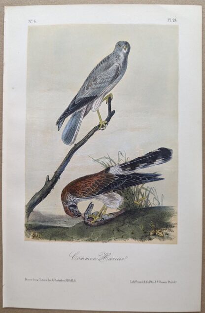 Common Harrier, aka Northern Harrier, Royal Octavo print, printing plate #26, 3rd edition, from Birds of America, by John J Audubon.