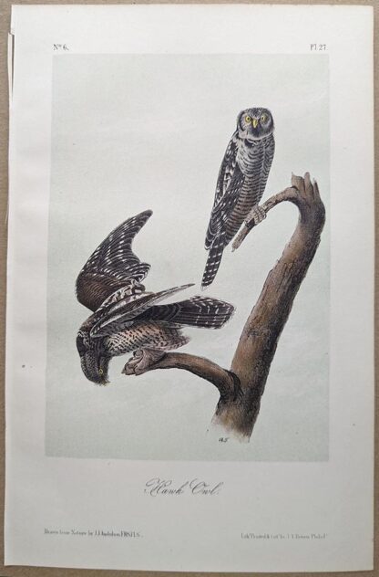 Hawk Owl, Royal Octavo print, printing plate #27, 3rd edition, from Birds of America, by John J Audubon.