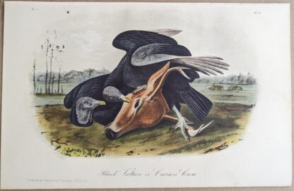 Black Vulture Royal Octavo print, printing plate #3, 3rd edition, from Birds of America, by John J Audubon.