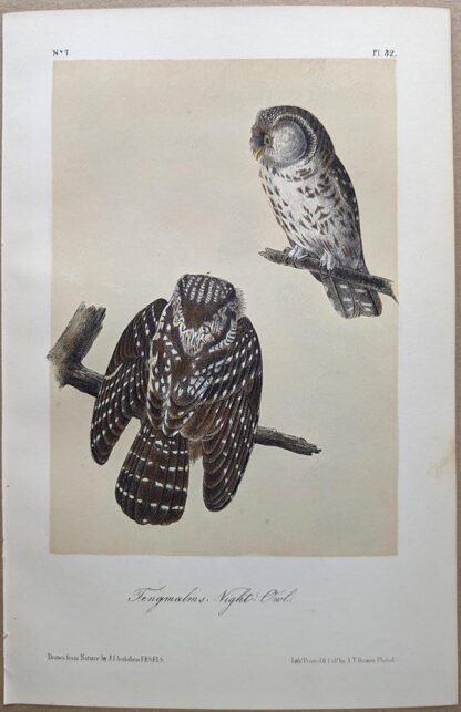 Tengmalm's Night-Owl / Boreal Owl, Royal Octavo print, printing plate #32, 3rd edition, from Birds of America, by John J Audubon.