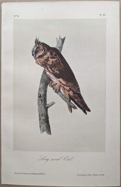 Long-eared Owl, Royal Octavo print, printing plate #37, 3rd edition, from Birds of America, by John J Audubon.
