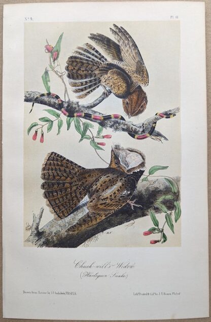 Chuck Will's Widow, Royal Octavo print, printing plate #41, 3rd edition, from Birds of America, by John J Audubon.