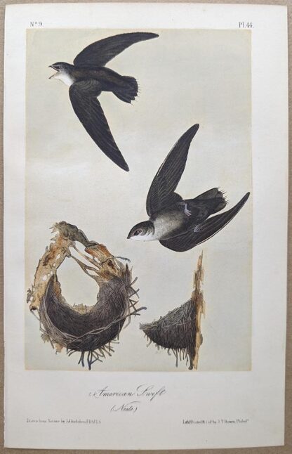 American Swift Royal Octavo print, printing plate #44, 3rd edition, from Birds of America, by John J Audubon.
