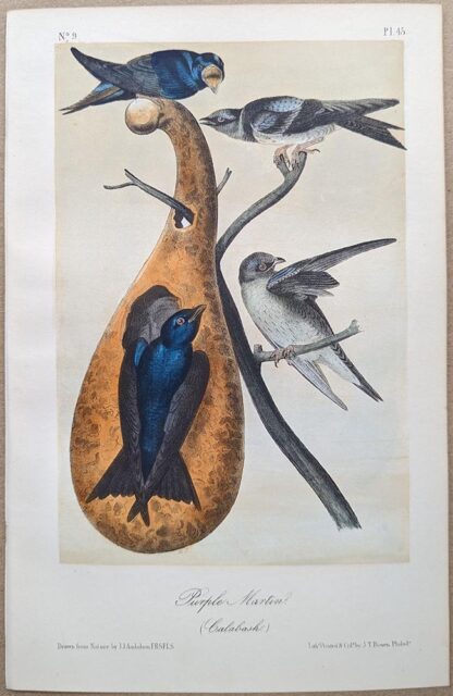 Purple Martin Royal Octavo print, printing plate #45, 3rd edition, from Birds of America, by John J Audubon.
