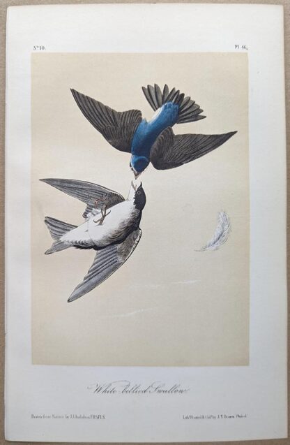 White-bellied Swallow Royal Octavo print, printing plate #46, 3rd edition, from Birds of America, by John J Audubon.