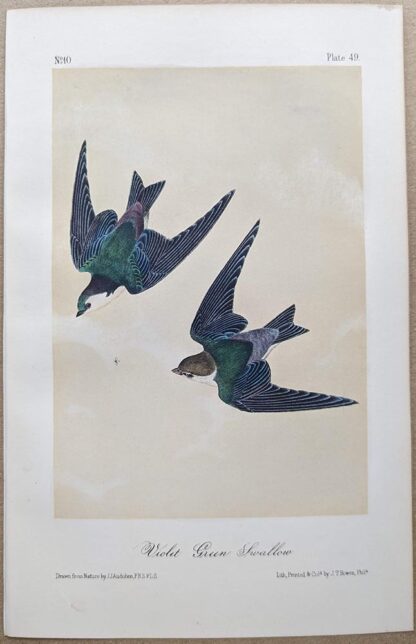 Violet-green Swallow, Royal Octavo print, printing plate #49, 3rd edition, from Birds of America, by John J Audubon.