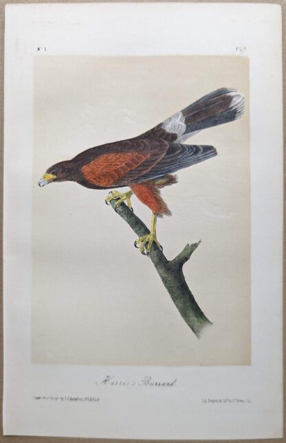 Harris Buzzard, Royal Octavo print, printing plate #5, 3rd edition, from Birds of America, by John J Audubon.