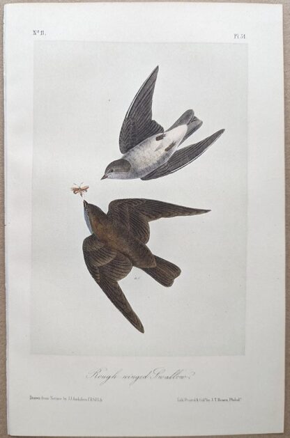 Rough-winged Swallow,Royal Octavo print, printing plate #51, 3rd edition, from Birds of America, by John J Audubon.