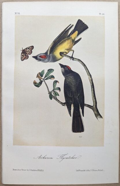 Arkansaw Flycatcher, Octavo print, printing plate #54, 3rd edition, from Birds of America, by John J Audubon.