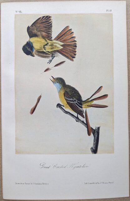Great Crested Flycatcher Royal Octavo print, printing plate #57, 3rd edition, from Birds of America, by John J Audubon.