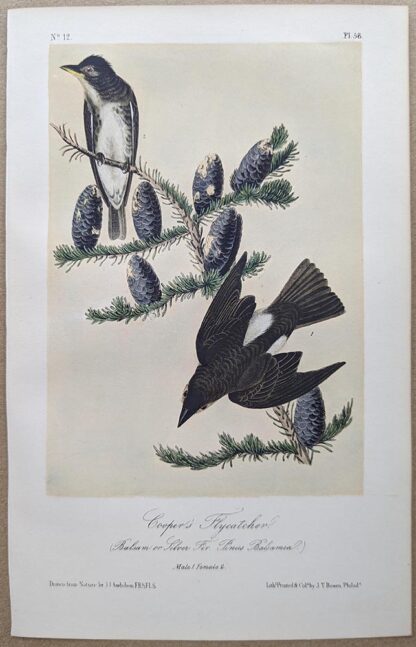 Cooper's Flycatcher Royal Octavo print, printing plate #58, 3rd edition, from Birds of America, by John J Audubon.