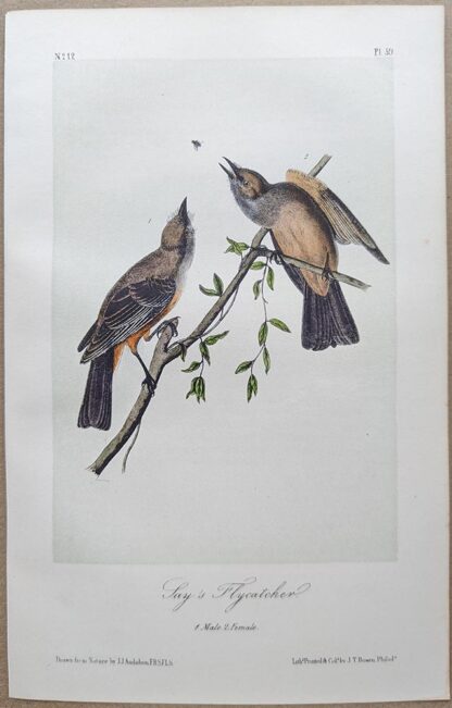Say's Flycatcher Royal Octavo print, printing plate #59, 3rd edition, from Birds of America, by John J Audubon.