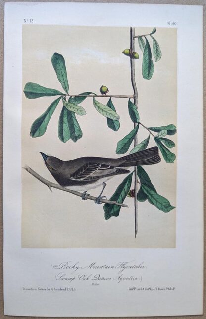 Rocky Mountain Flycatcher Royal Octavo print, printing plate #60, 3rd edition, from Birds of America, by John J Audubon.