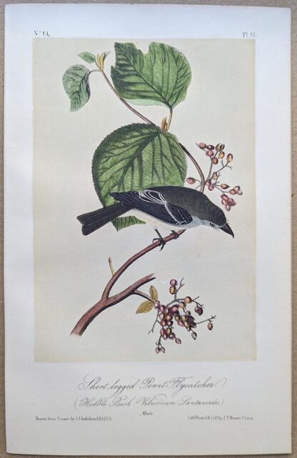 Short-legged Pewit Flycatcher / Western Wood-Pewee Royal Octavo print, printing plate #61, 3rd edition, from Birds of America, by John J Audubon.