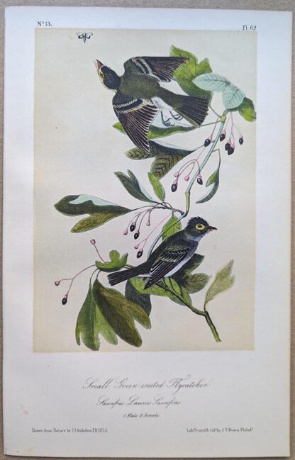 Small Green-crested Flycatcher Royal Octavo print, printing plate #62, 3rd edition, from Birds of America, by John J Audubon.