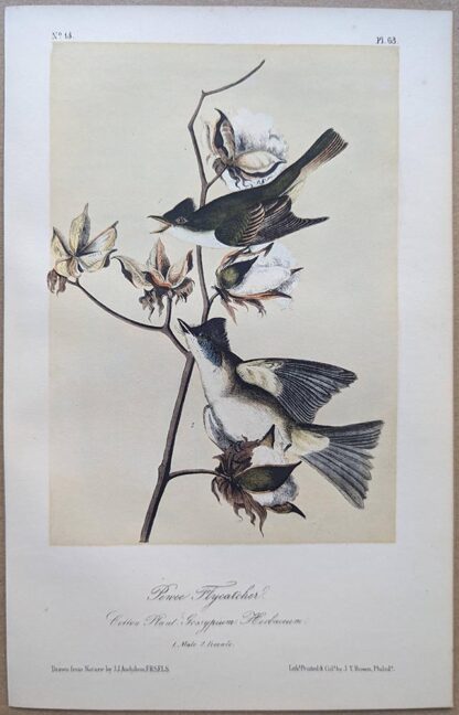 Audubon Octavo print from 1870 of the Pewee Flycatcher