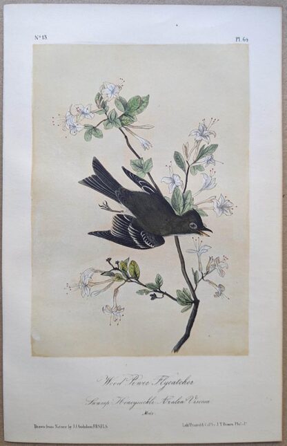 Wood Pewee Flycatcher Royal Octavo print, printing plate #64, 3rd edition, from Birds of America, by John J Audubon.