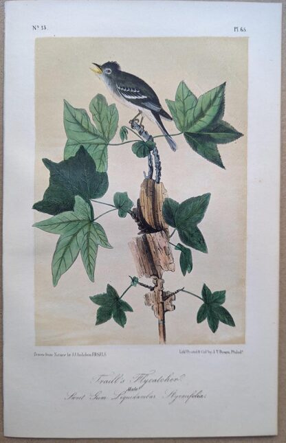 Traill's Flycatcher Royal Octavo print, printing plate #65, 3rd edition, from Birds of America, by John J Audubon.