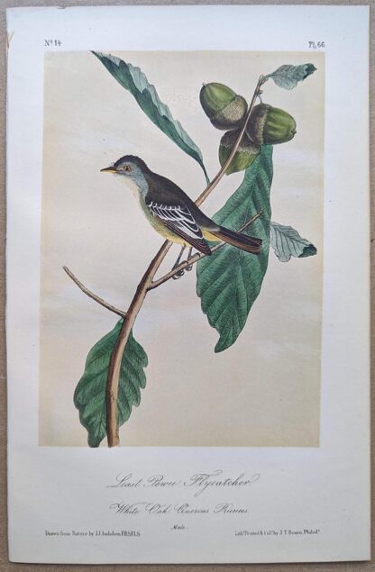 Least Pewee Flycatcher Royal Octavo print, printing plate #66, 3rd edition, from Birds of America, by John J Audubon.