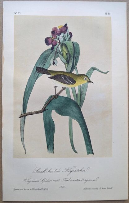Small-headed Flycatcher Royal Octavo print, printing plate #67, 3rd edition, from Birds of America, by John J Audubon.