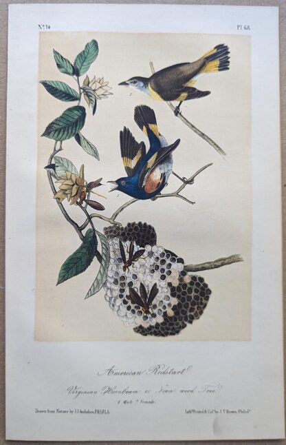 American Redstart Royal Octavo print, printing plate #68, 3rd edition, from Birds of America, by John J Audubon.