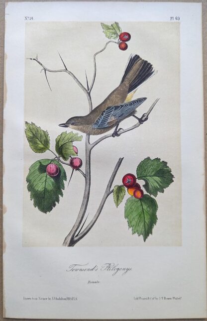 Townsend's Ptilogonys / Townsend's Solitaire Royal Octavo print, printing plate #69, 3rd edition, from Birds of America, by John J Audubon.