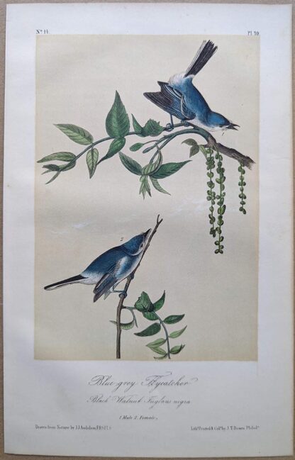 Blue-grey Flycatcher Royal Octavo print, printing plate #70, 3rd edition, from Birds of America, by John J Audubon.