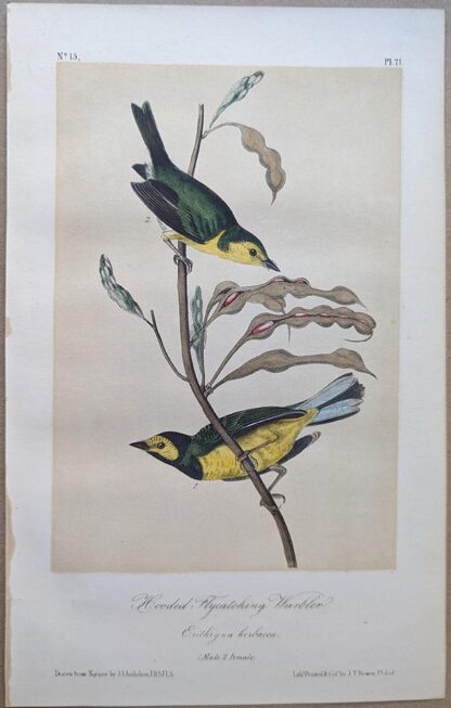 Hooded Flycatching Warbler Royal Octavo print, printing plate #71, 3rd edition, from Birds of America, by John J Audubon.