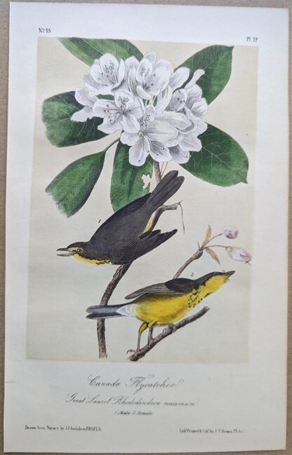 Canada Flycatcher Royal Octavo print, printing plate #72, 3rd edition, from Birds of America, by John J Audubon.
