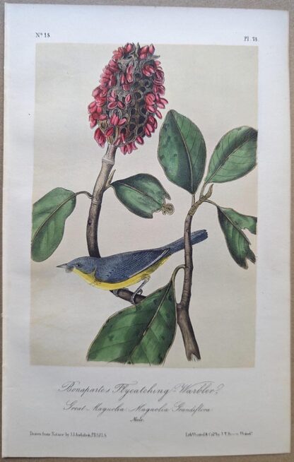 Bonaparte's Flycatching Warbler Royal Octavo print, printing plate #73, 3rd edition, from Birds of America, by John J Audubon.