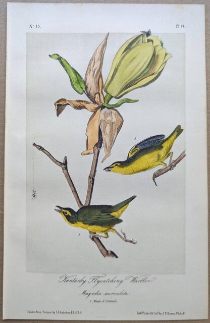 Kentucky Flycatching Warbler, Royal Octavo print, printing plate #74, 3rd edition, from Birds of America, by John J Audubon.