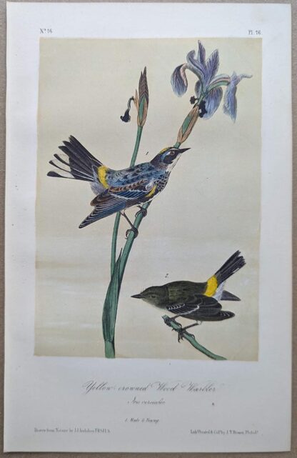 Yellow-crowned Wood Warbler, Royal Octavo print, printing plate #76, 3rd edition, from Birds of America, by John J Audubon.