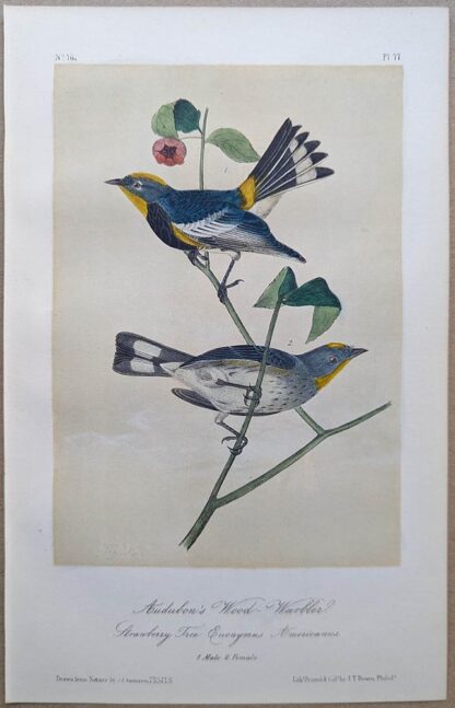 Audubon's Wood Warbler, Royal Octavo print, printing plate #77, 3rd edition, from Birds of America, by John J Audubon.