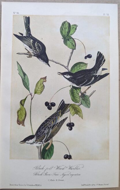 Black-poll Wood Warbler, Royal Octavo print, printing plate #78, 3rd edition, from Birds of America, by John J Audubon.